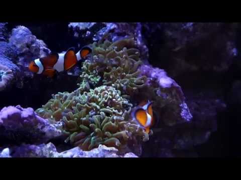 A160WE LED Aquarium Light - Tuna Blue