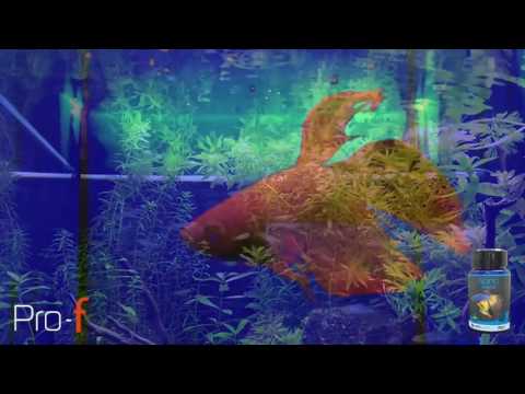 Pro-F Nano Tropical