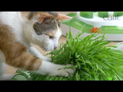 Senses 2.0 Grass Planter