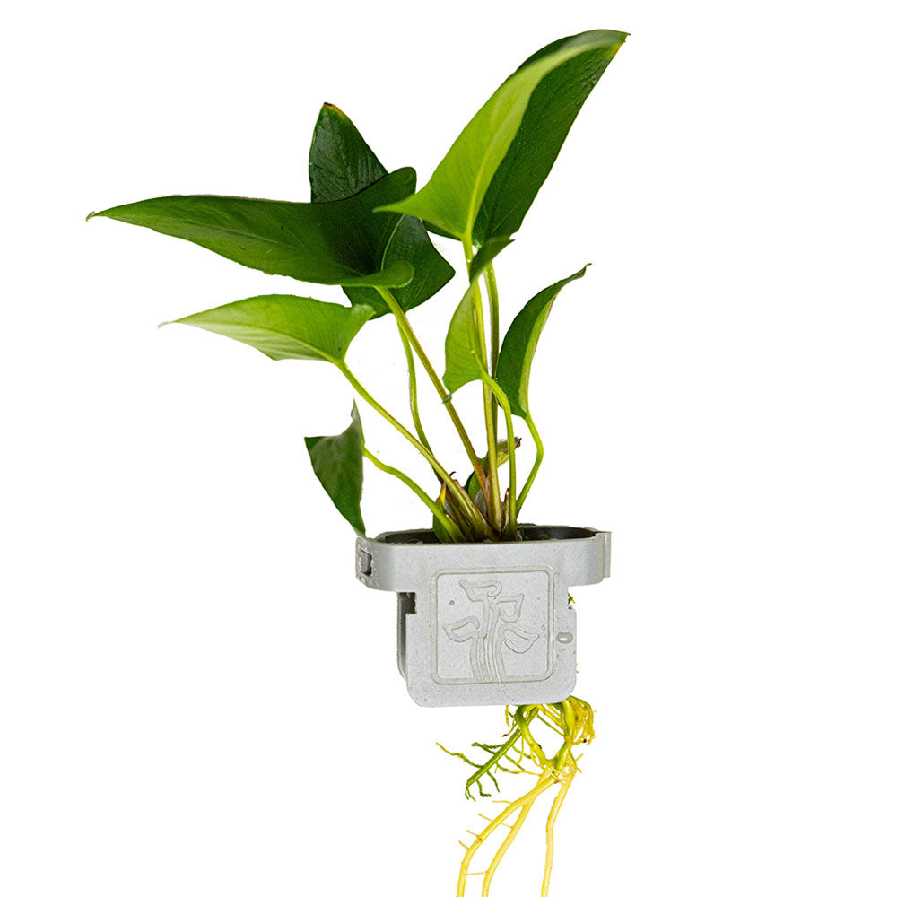 Anubias Gracilis - Plant Clip