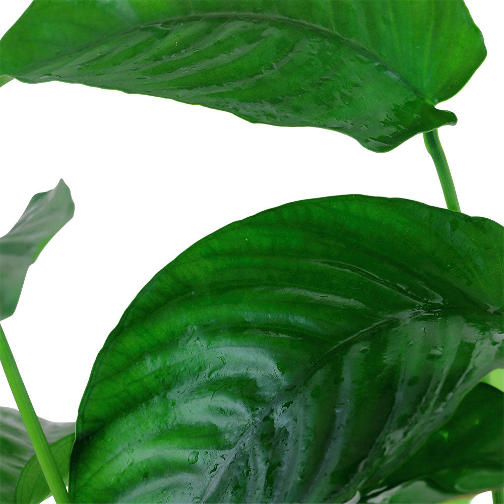 Anubias Barteri Var. Caladiifolia XL Pot