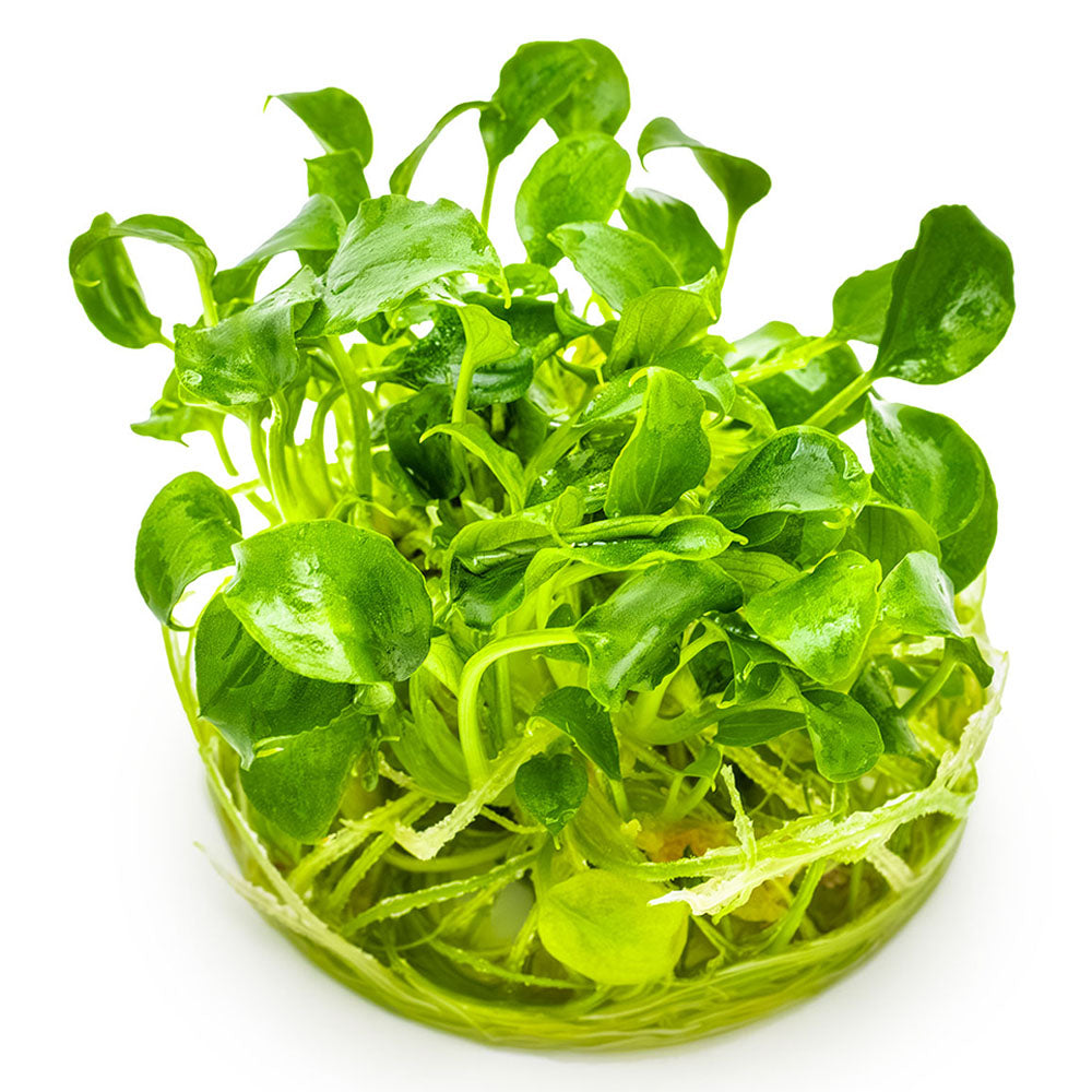 Schismatoglottis Prietoi 1-2-Grow