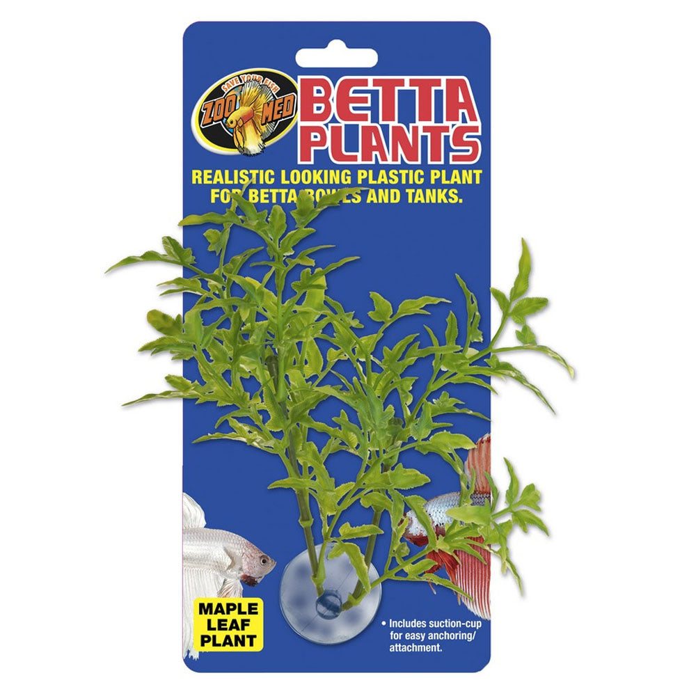 Betta Plant Maple Leaf