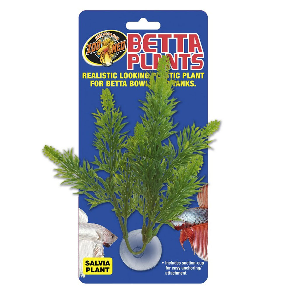 Betta Plant Salvia