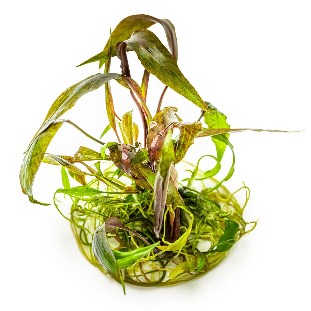Cryptocoryne Nurii 1-2-Grow