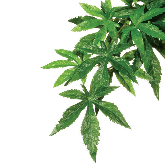 Silk Abutilon Plants