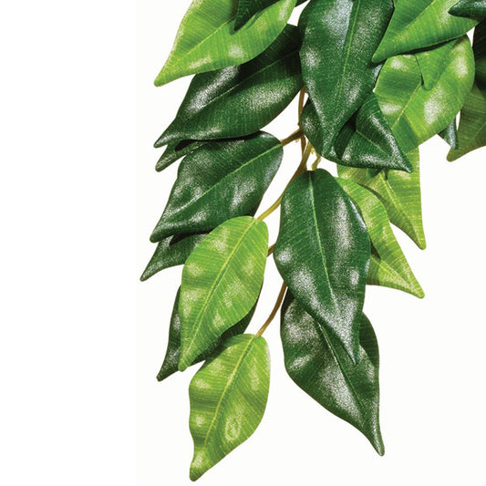 Silk Ficus Plants