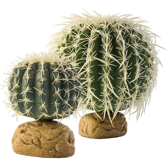 Barrel Cactus