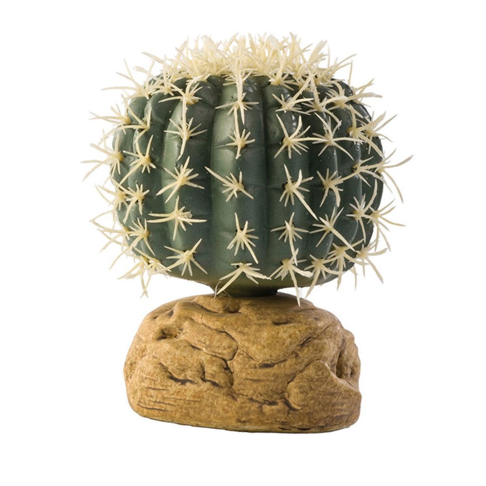 Barrel Cactus