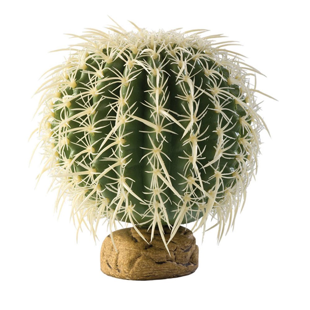 Barrel Cactus