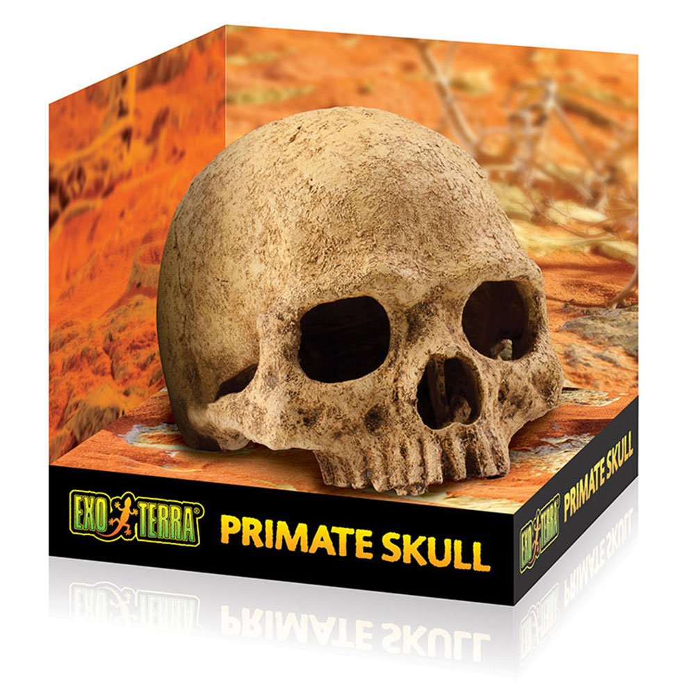 Primate Skull