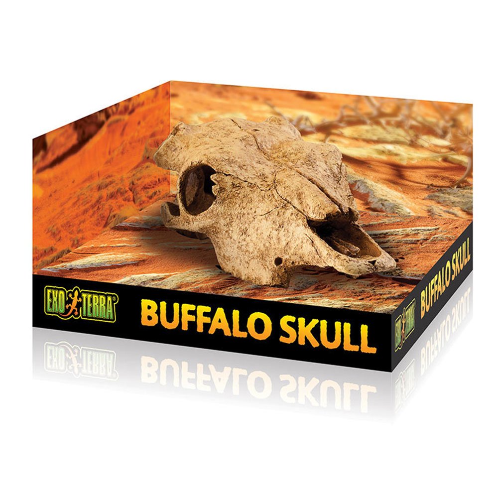 Buffalo Skull