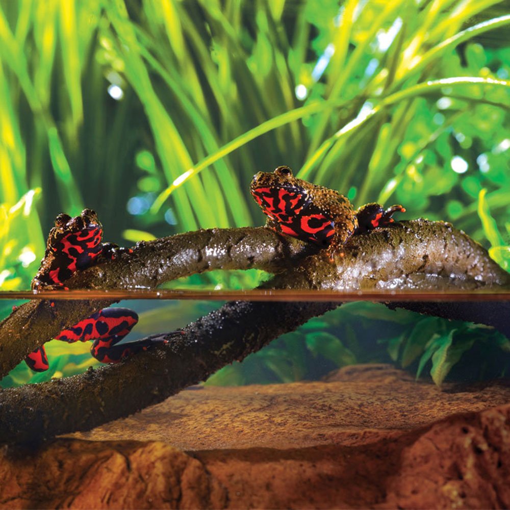 Jungle Vines