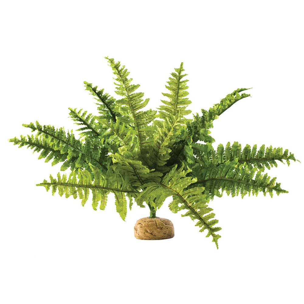 Boston Ferns