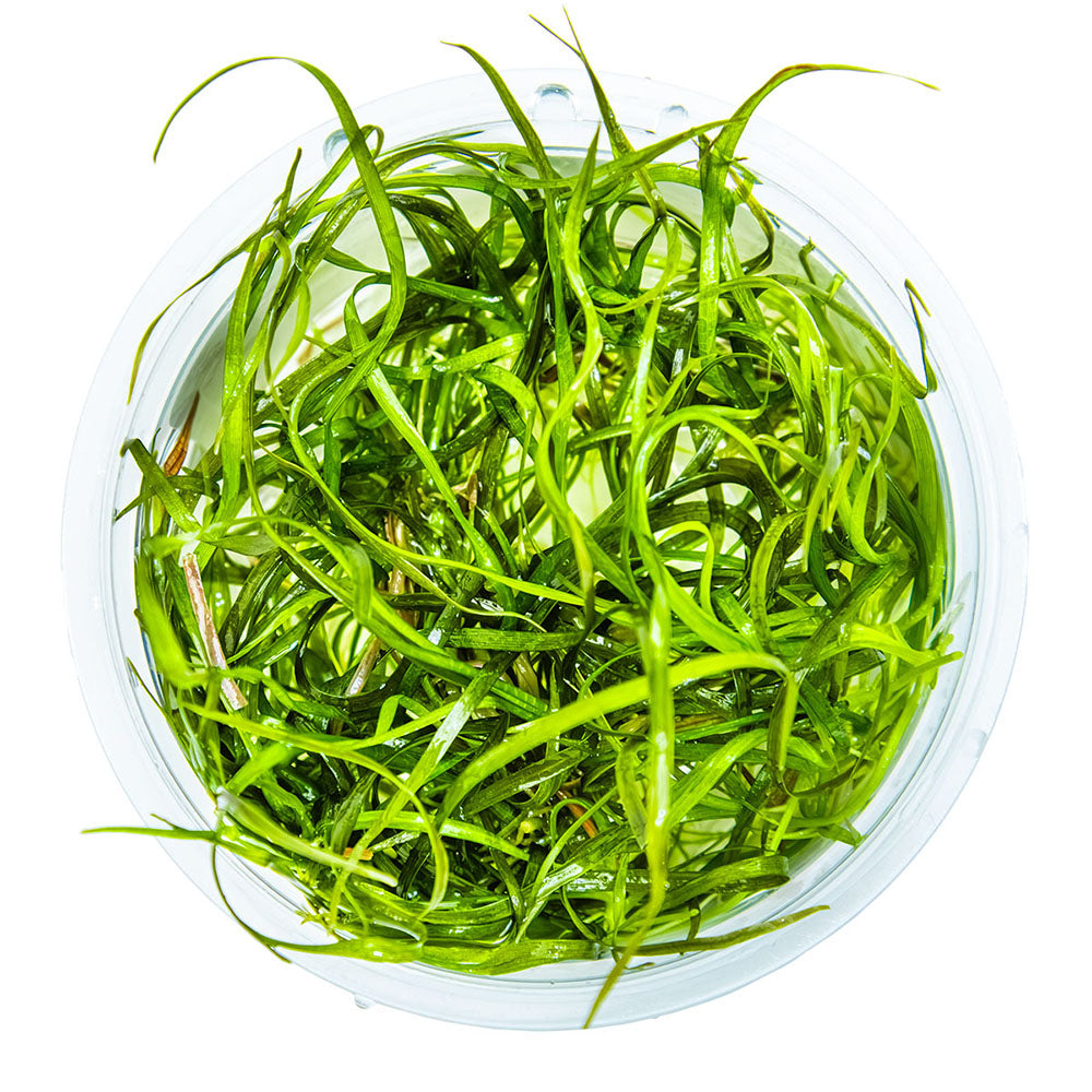 Sagittaria Subulata Needle Leaf 1-2-Grow