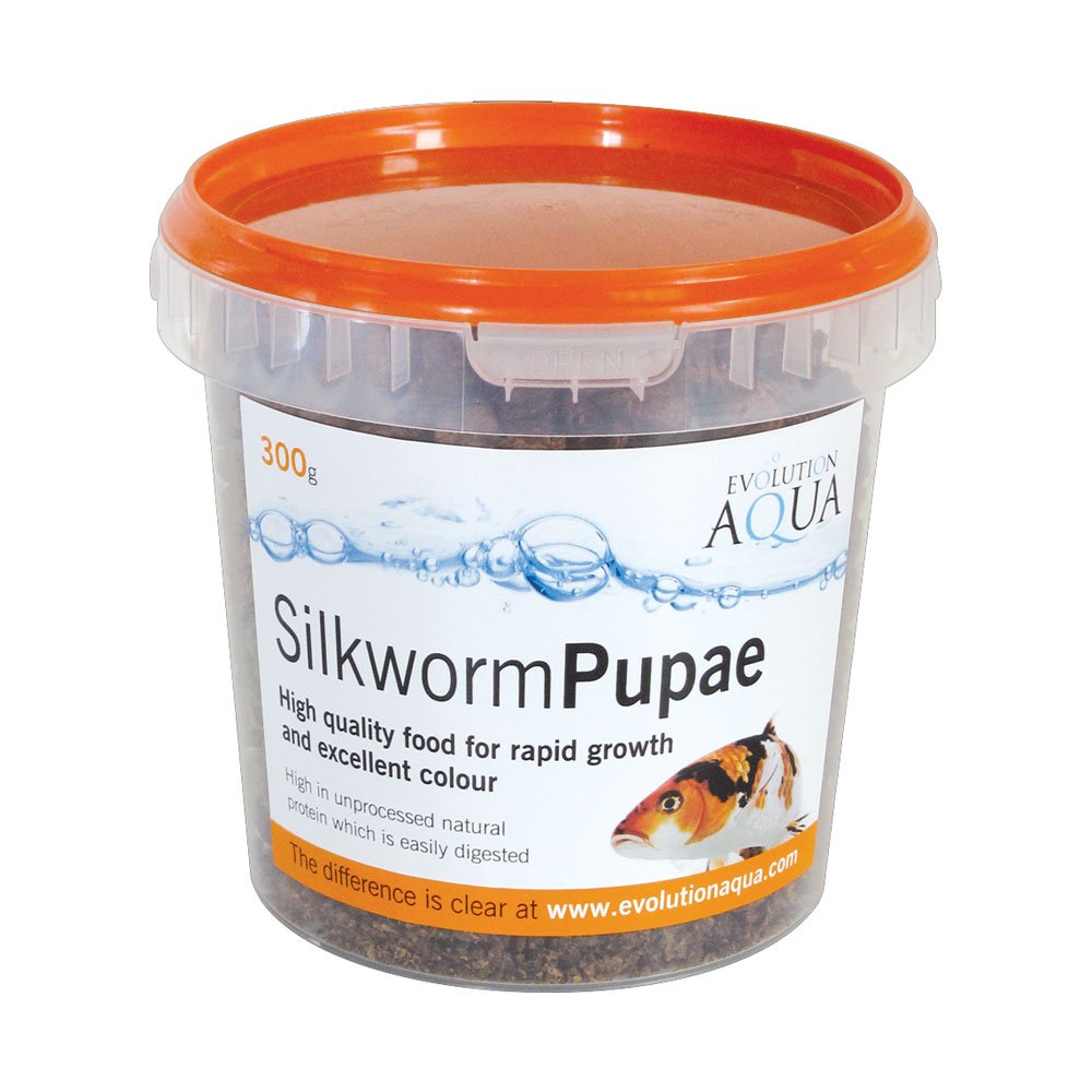 Silkworm Pupae