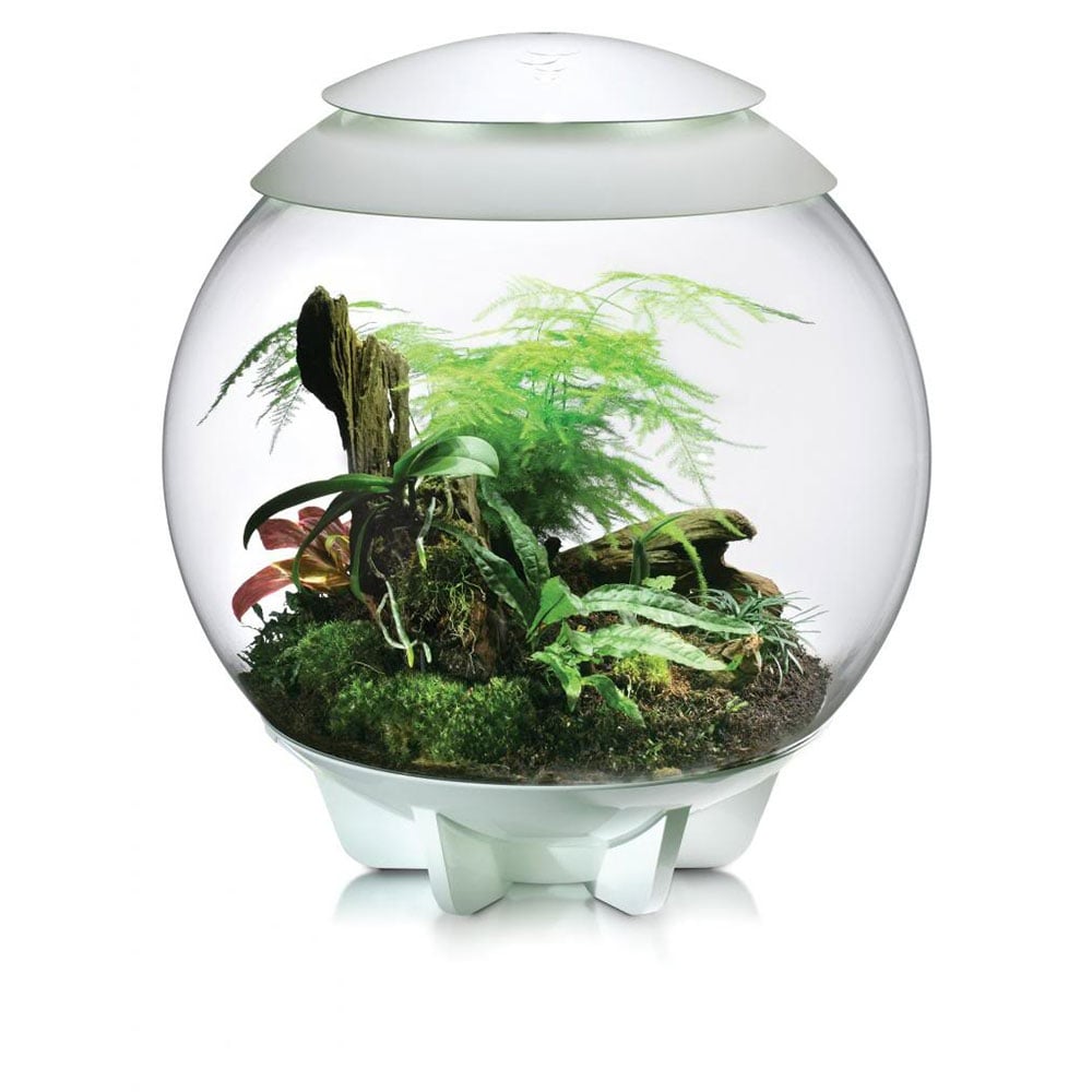 Air 60 Terrarium - White