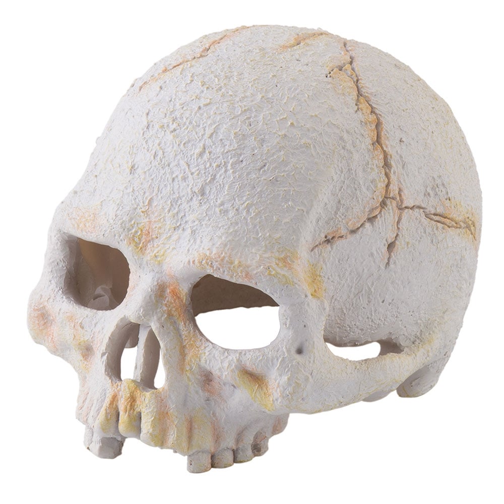 Primate Skull