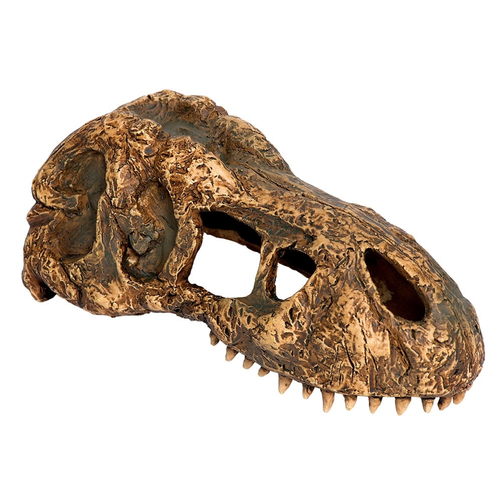 T-Rex Skull