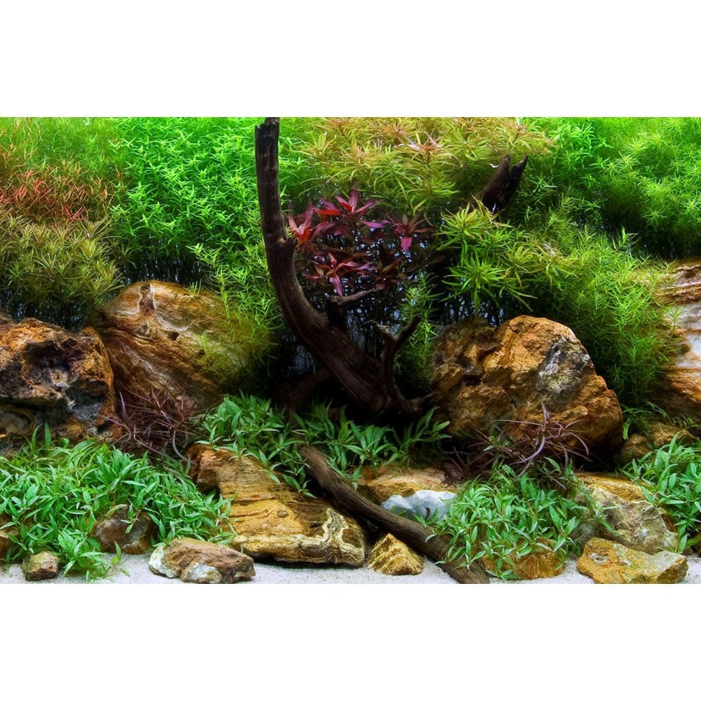 Aquatic Garden / Bright Stone Aquarium Background