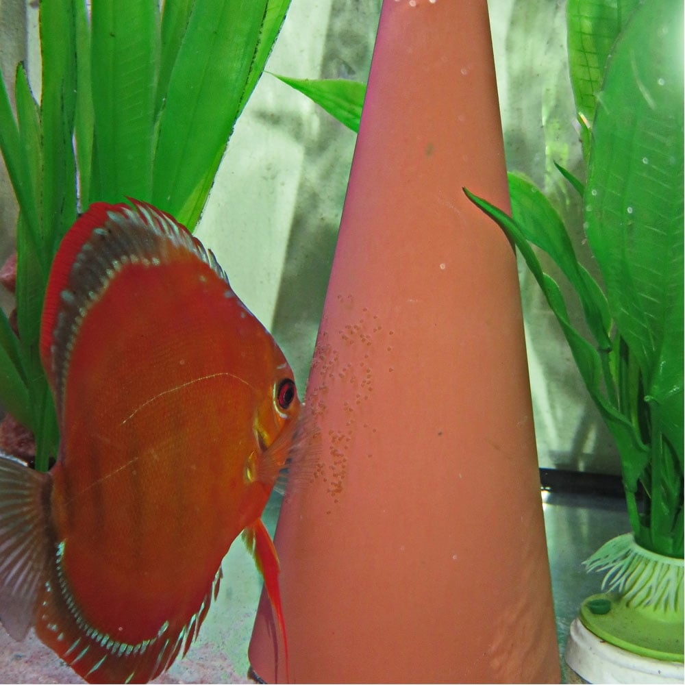 DisCon Discus Spawning cone
