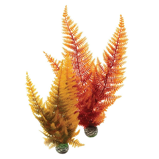 Autumn Ferns Plant Pack