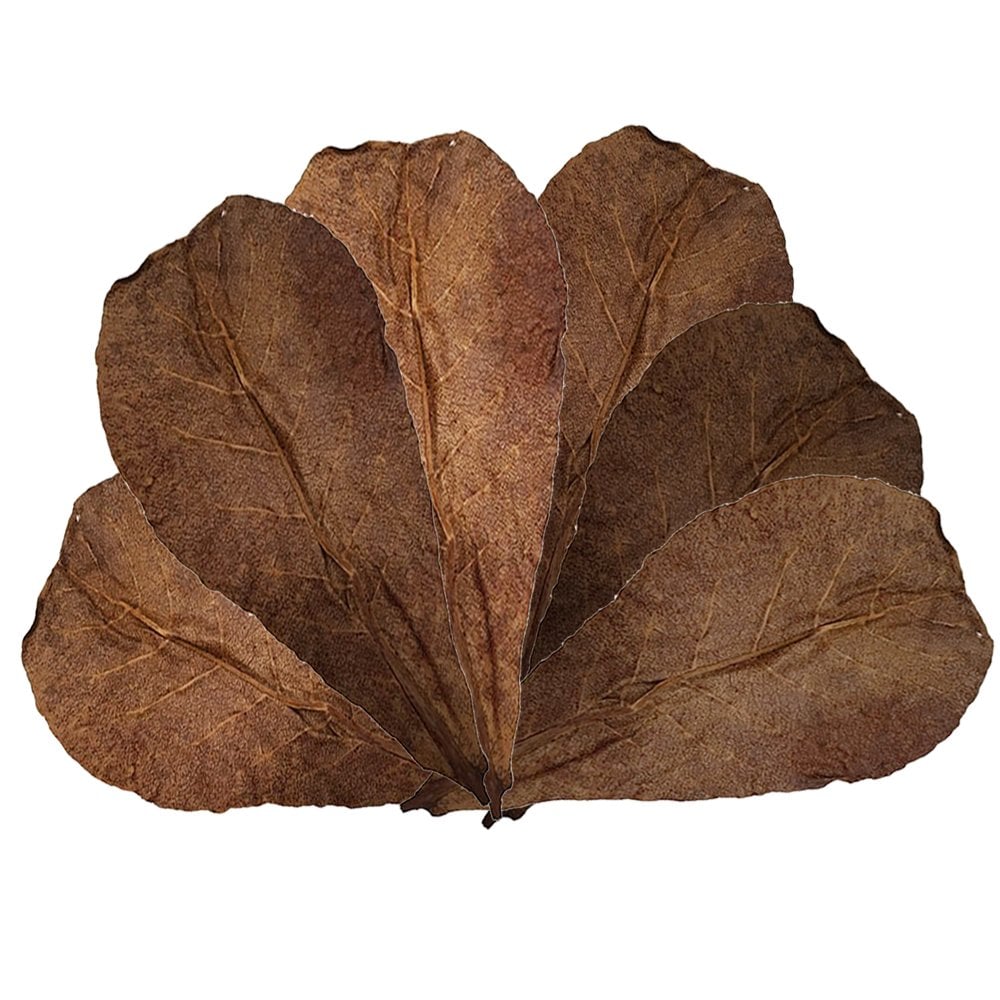 Catappa Leaves