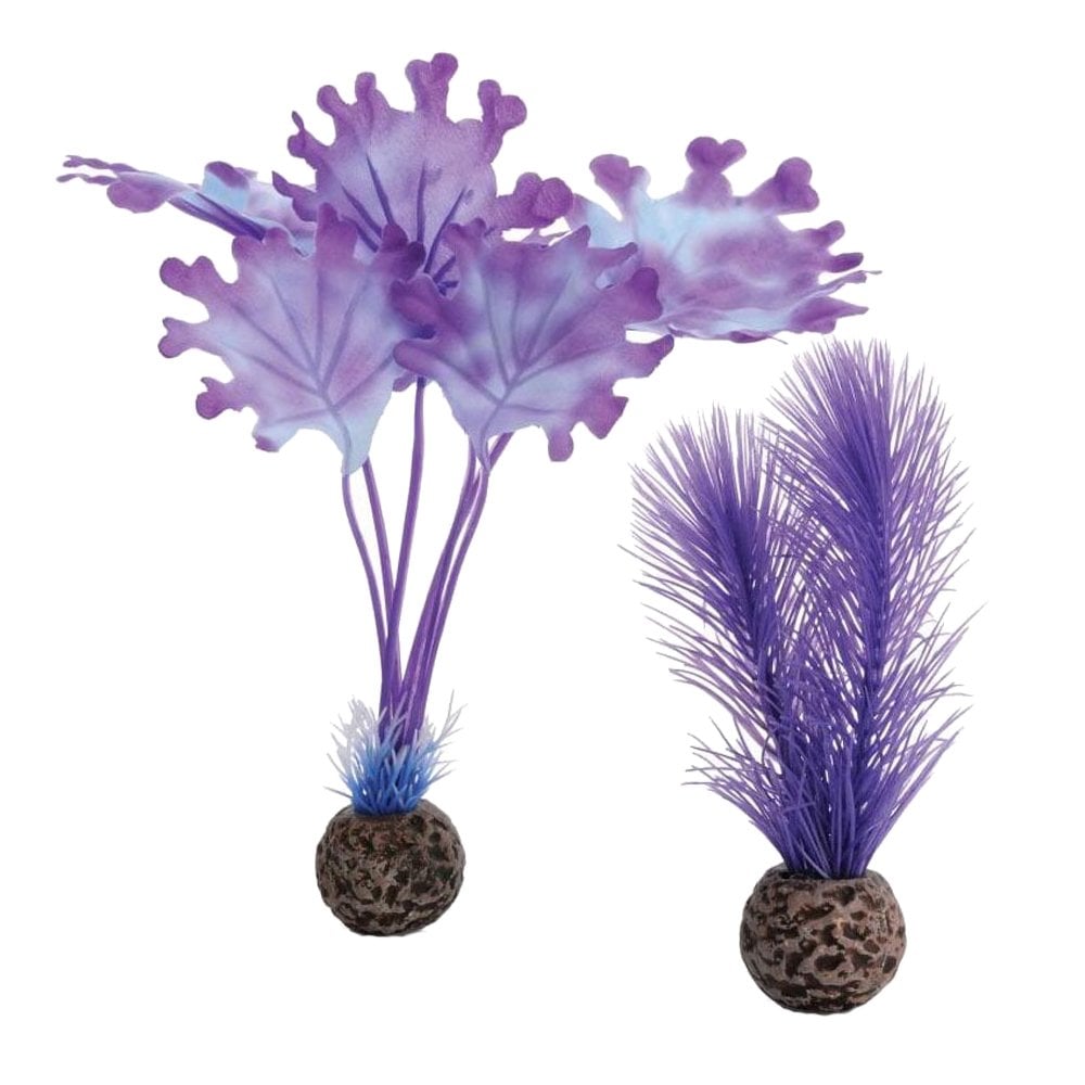 Purple Kelp - Small
