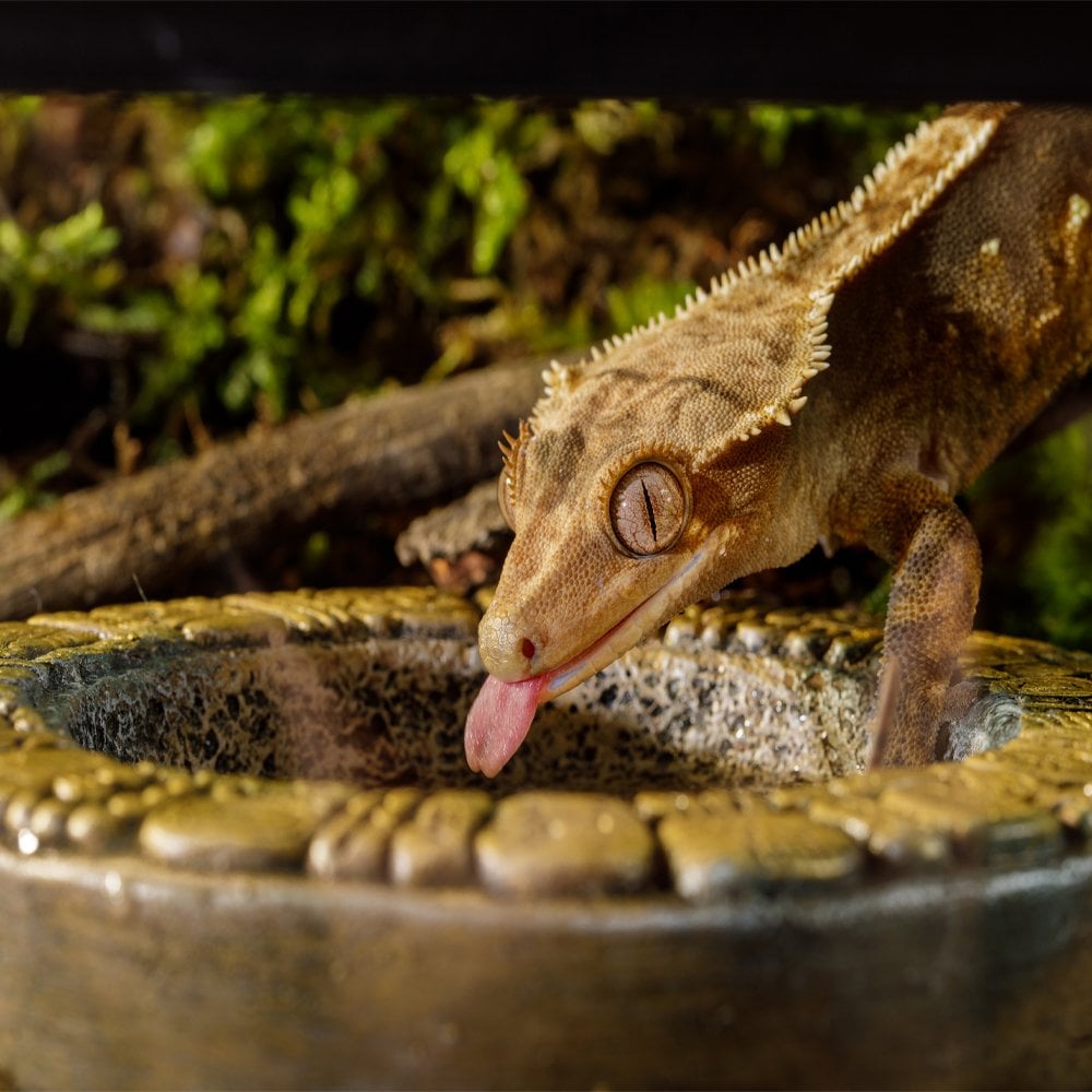 Aztec Water Dishes
