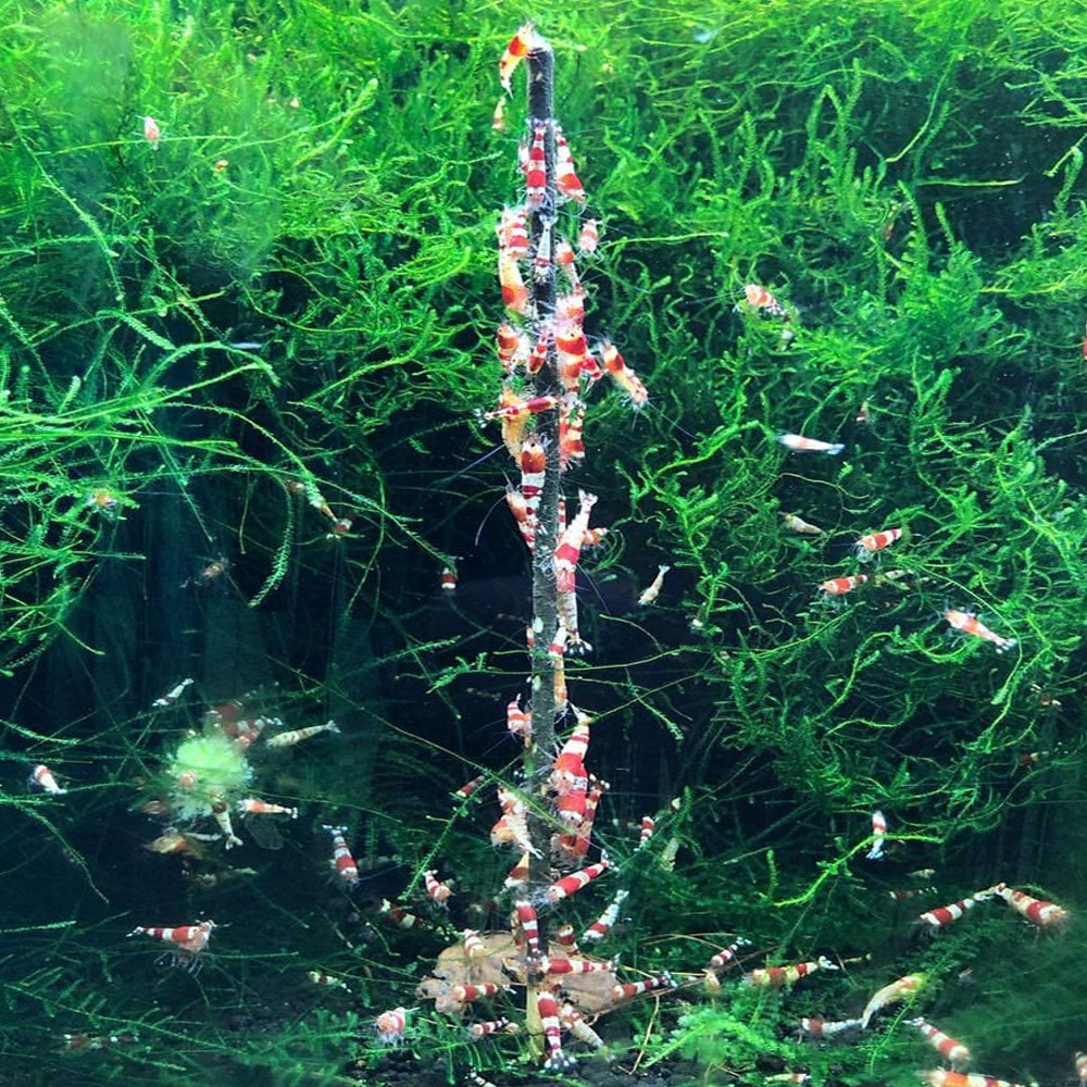 Shrimps Forever Shrimp Sticks - Algae (10pk)