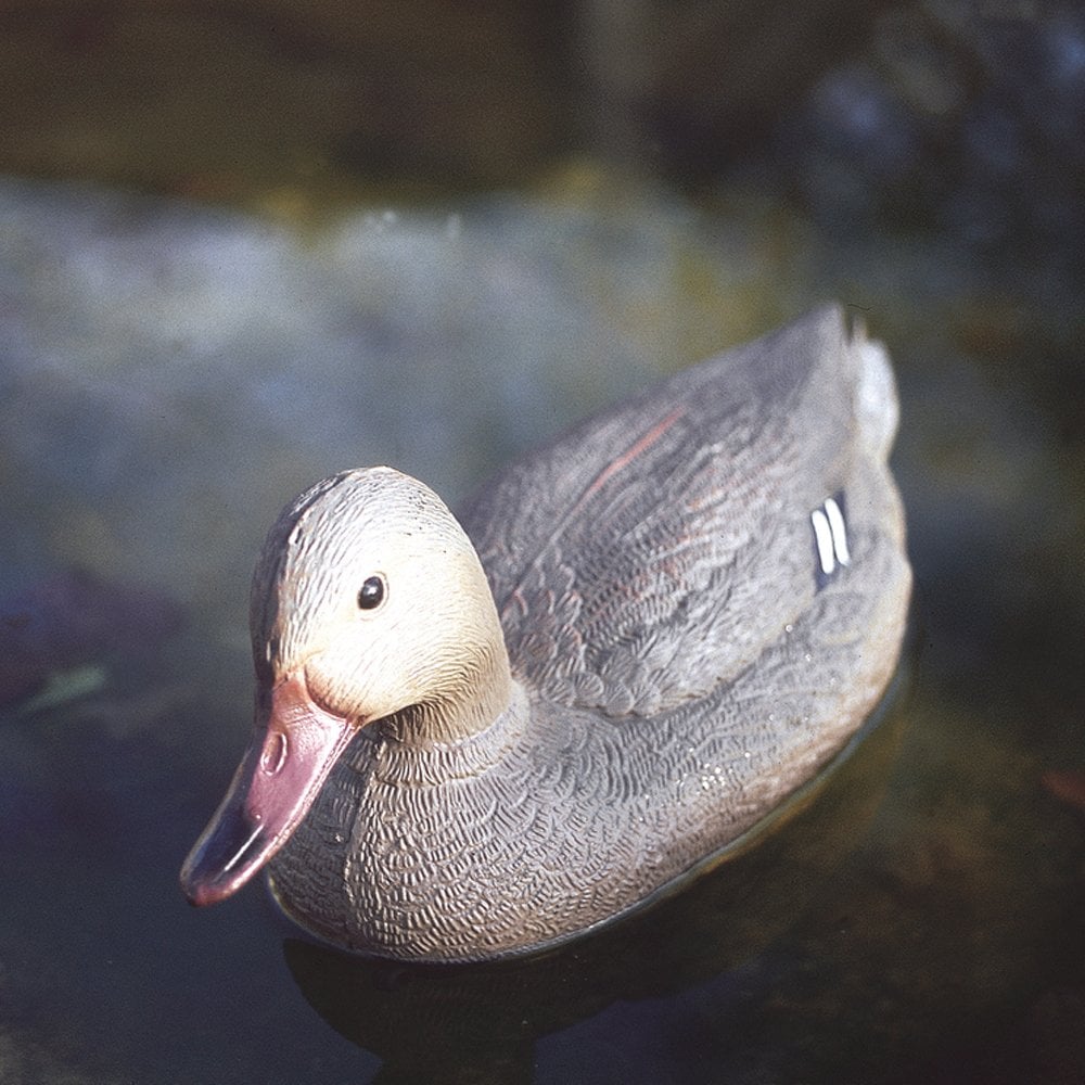 Floating Mallard Duck Female