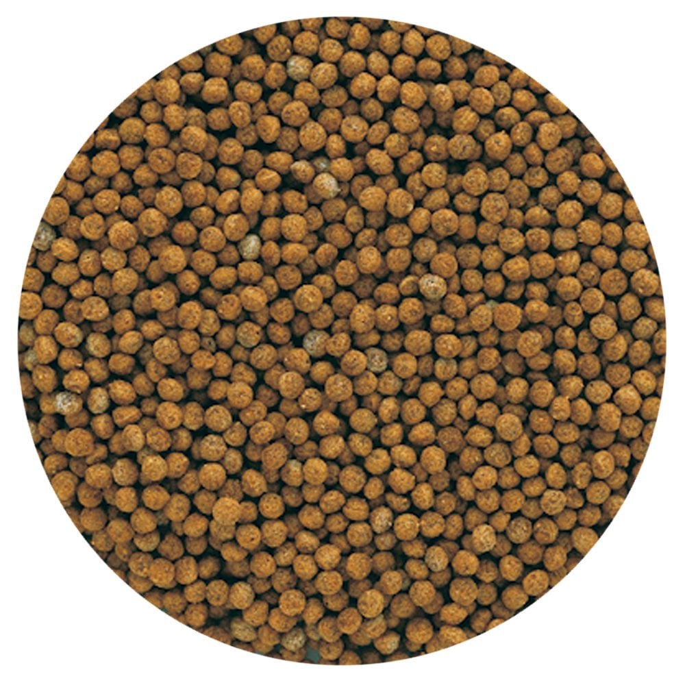 Goldfish Gold Exotic