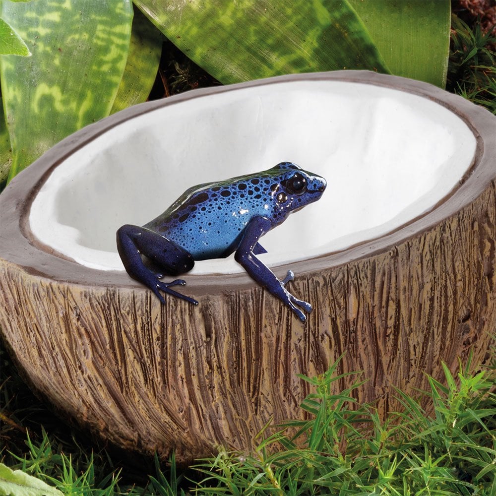 Coconut Water Dish