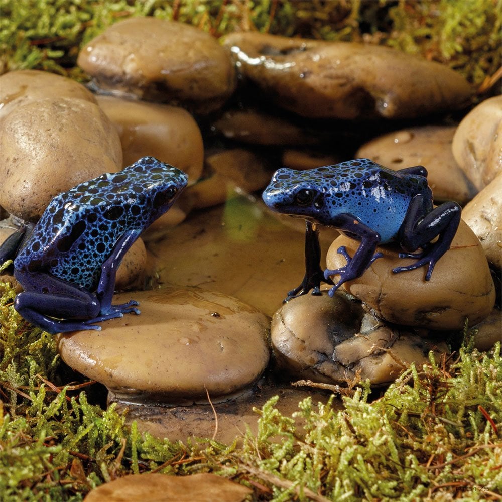Frog Pond Pebble Water Dishes