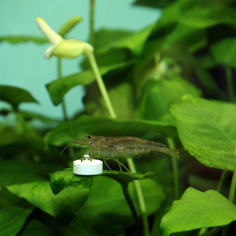 ProFlora Ferropol Tabs