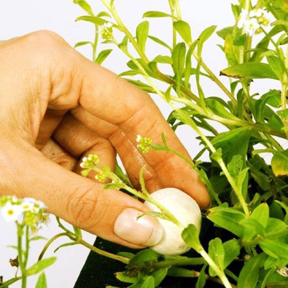 Growth Balls