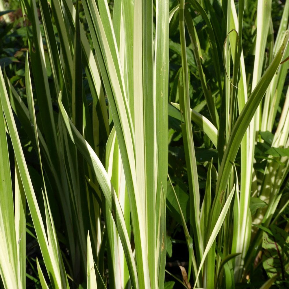 Acorus Calamus Variegatus - Variegated Sweet Flag