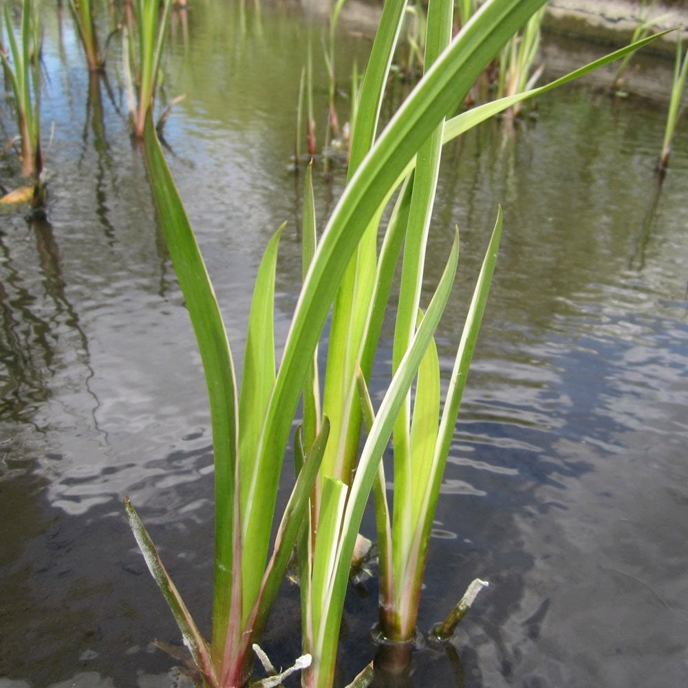 Acorus Calamus Variegatus - Variegated Sweet Flag
