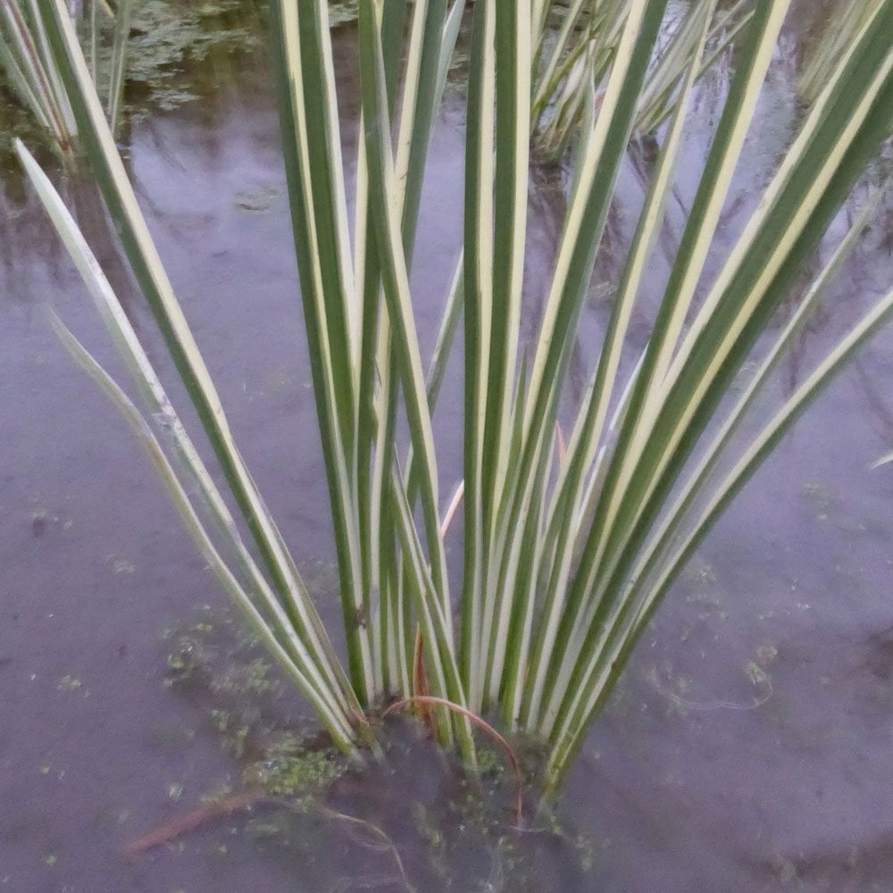 Acorus Calamus Variegatus - Variegated Sweet Flag