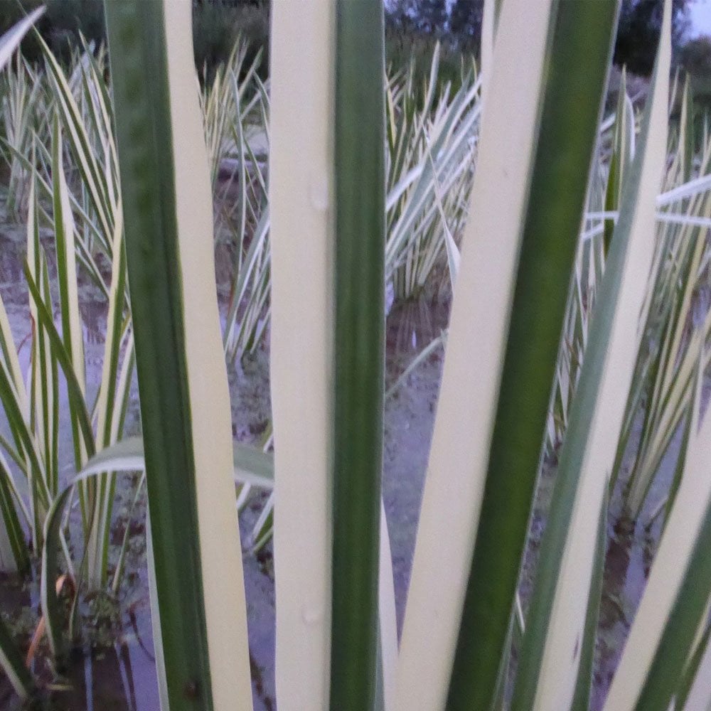 Acorus Calamus Variegatus - Variegated Sweet Flag
