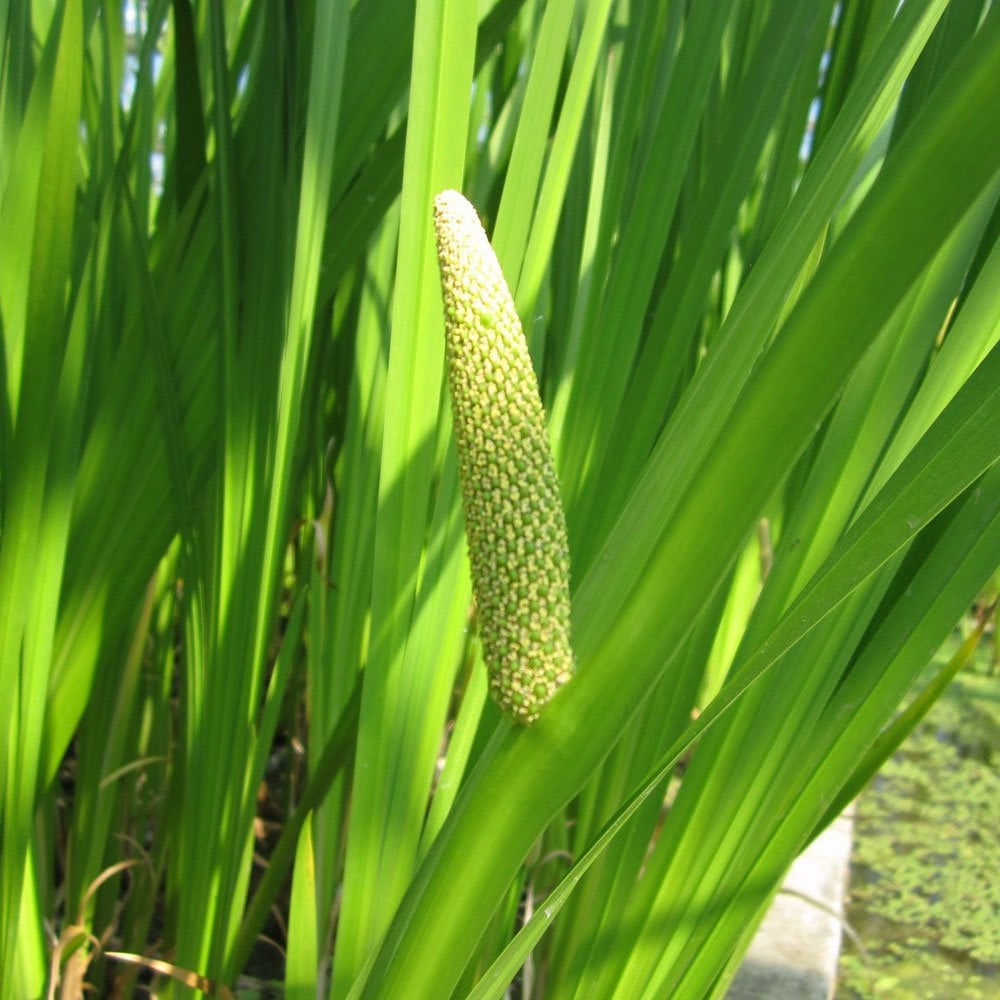 Acorus Calamus Variegatus - Variegated Sweet Flag