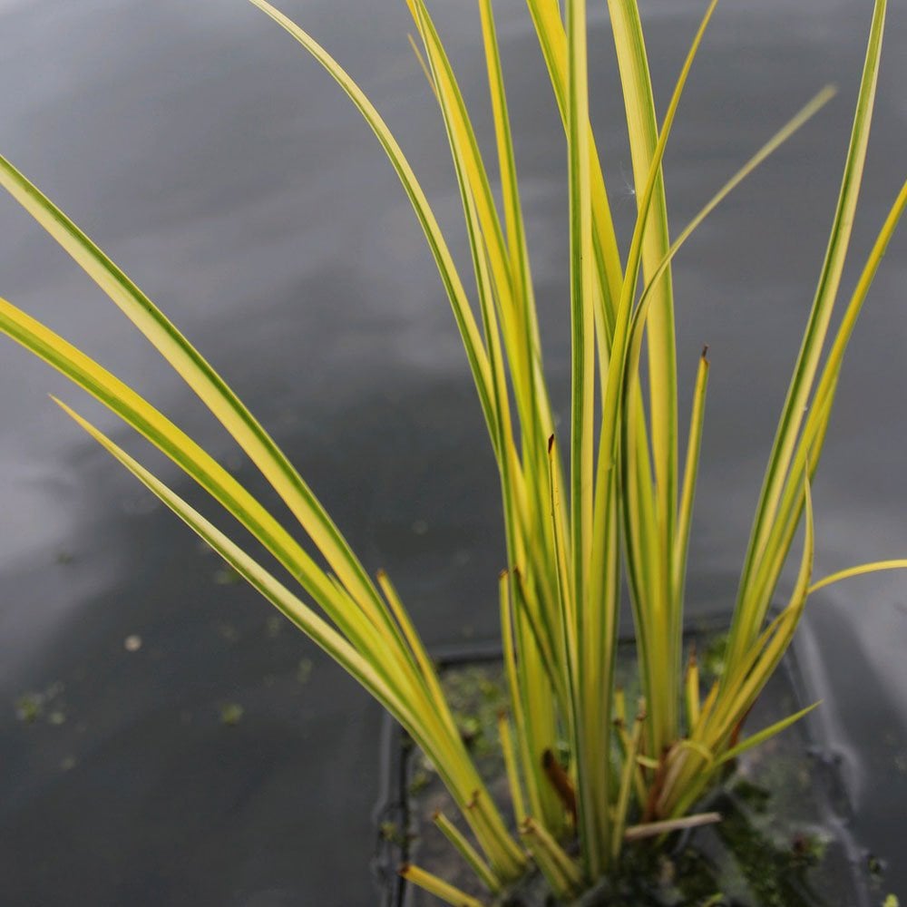 Acorus Gramineus Variegatus Variegated Slender Sweet Flag Pond Planet acorus-gramineus-variegatus-variegated-slender-sweet-flag-pond-planet