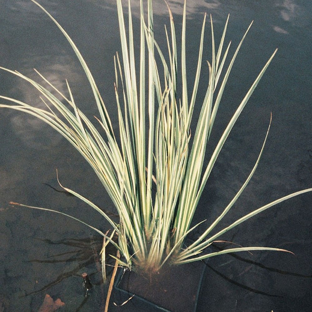Acorus Gramineus Variegatus - Variegated Slender Sweet Flag