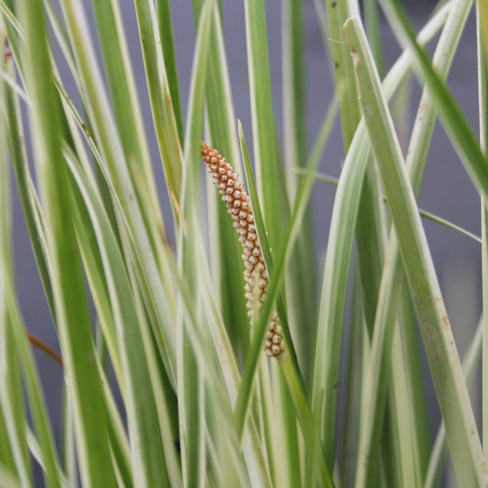Acorus Gramineus Variegatus - Variegated Slender Sweet Flag