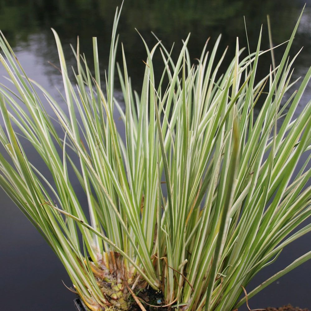 Acorus Gramineus Variegatus - Variegated Slender Sweet Flag