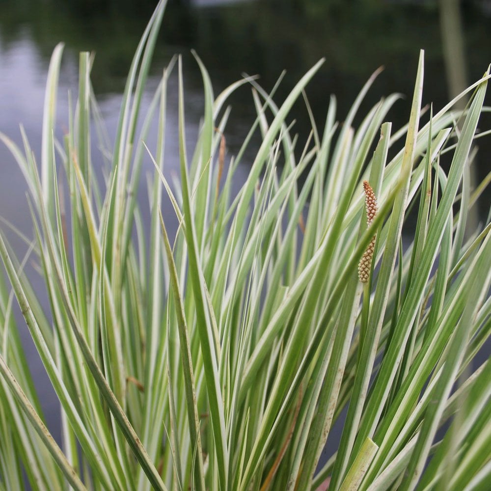 Acorus Gramineus Variegatus - Variegated Slender Sweet Flag