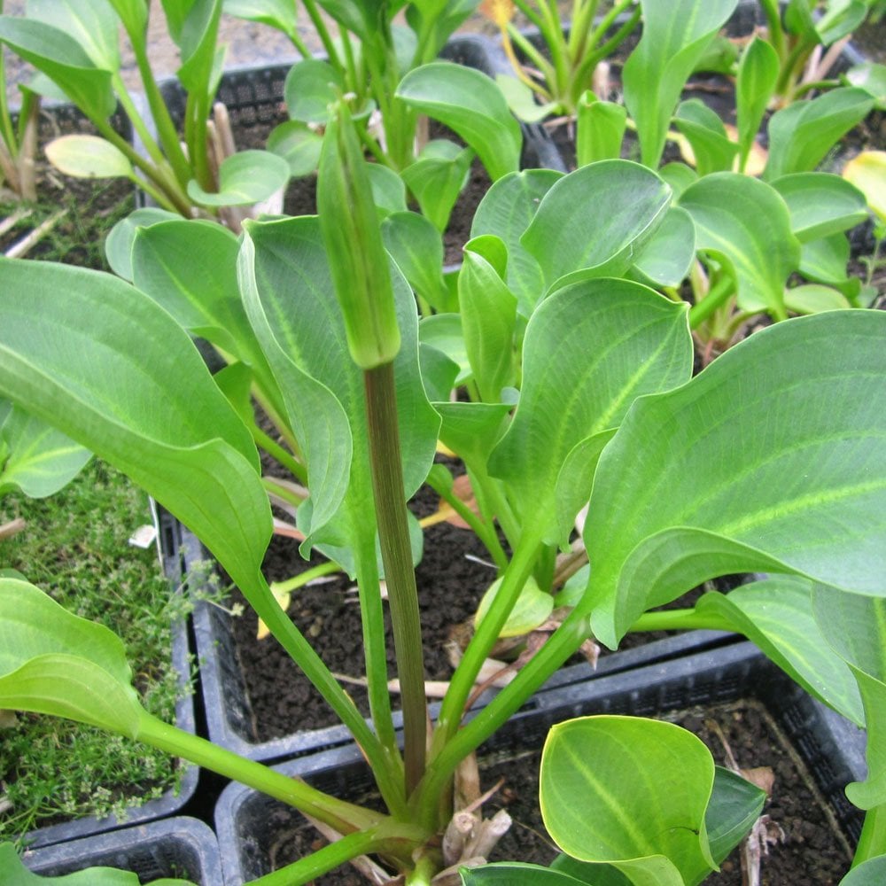 Alisma Parviflorum - American Water Plantain
