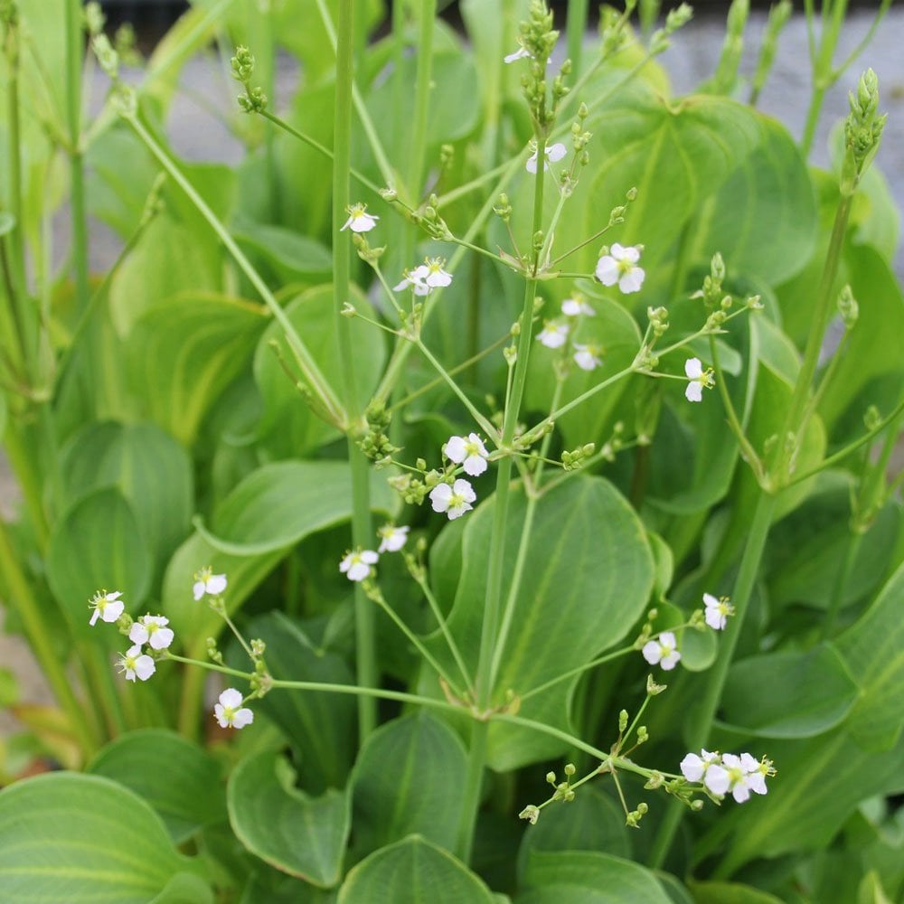 Alisma Parviflorum - American Water Plantain