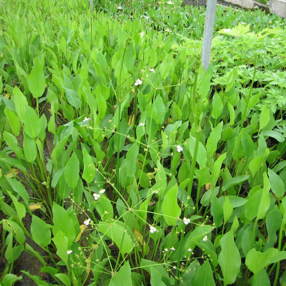Alisma Plantago Aquaticum - European Water Plantain