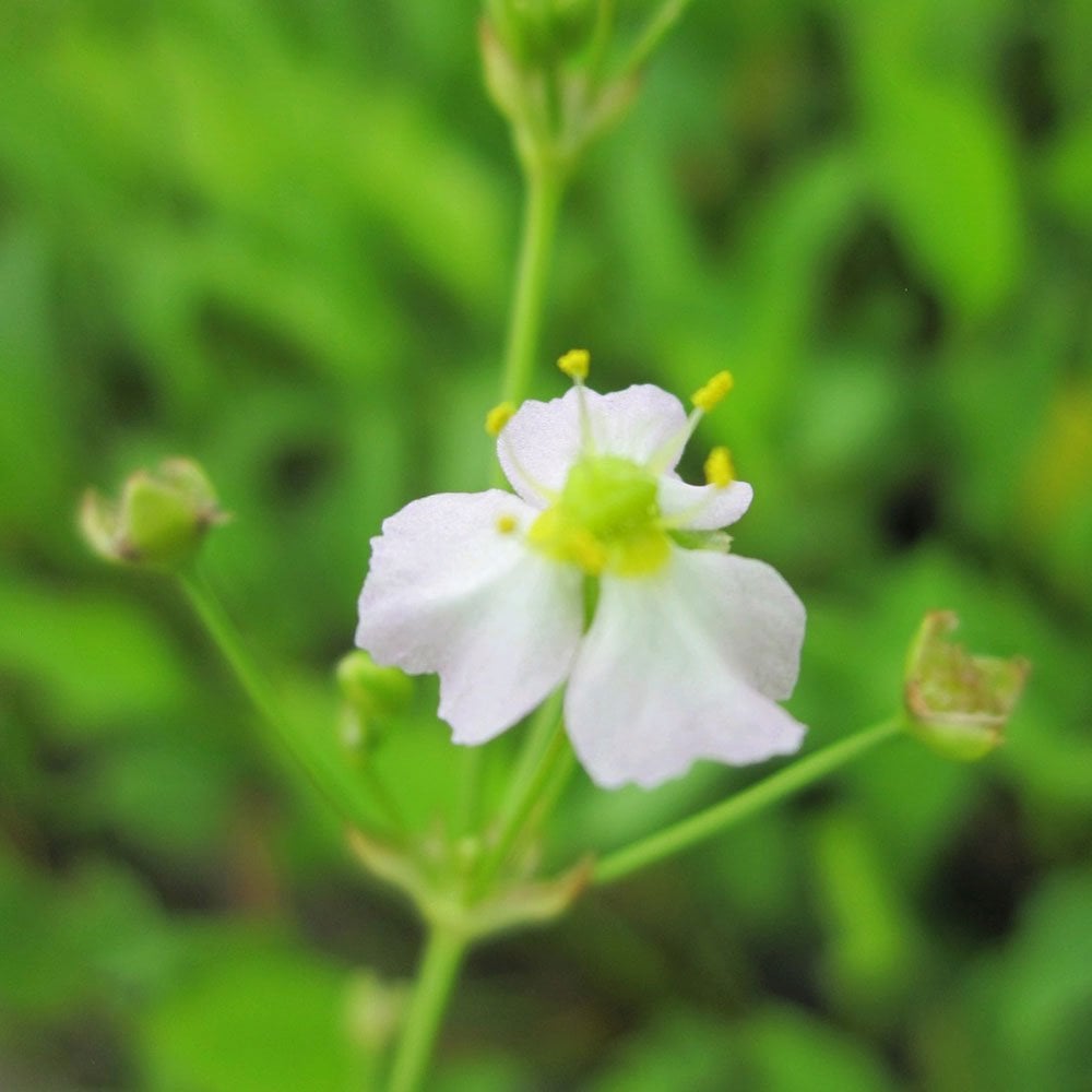 Alisma Plantago Aquaticum - European Water Plantain